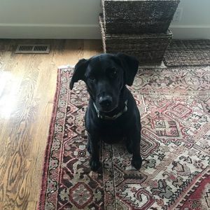 Meet your Posher, Julie